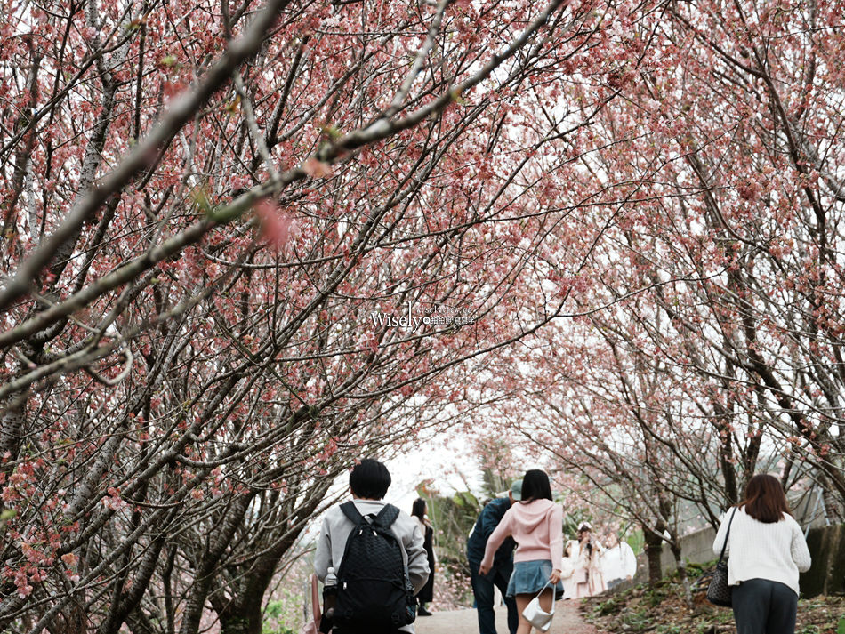 櫻悅景觀渡假別墅︱宜蘭民宿賞櫻景點，大同鄉玉蘭茶園旁櫻花隧道