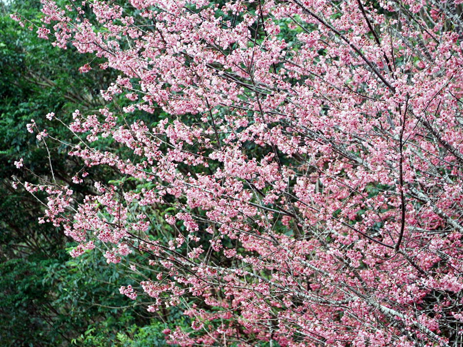 櫻悅景觀渡假別墅︱宜蘭民宿賞櫻景點，大同鄉玉蘭茶園旁櫻花隧道