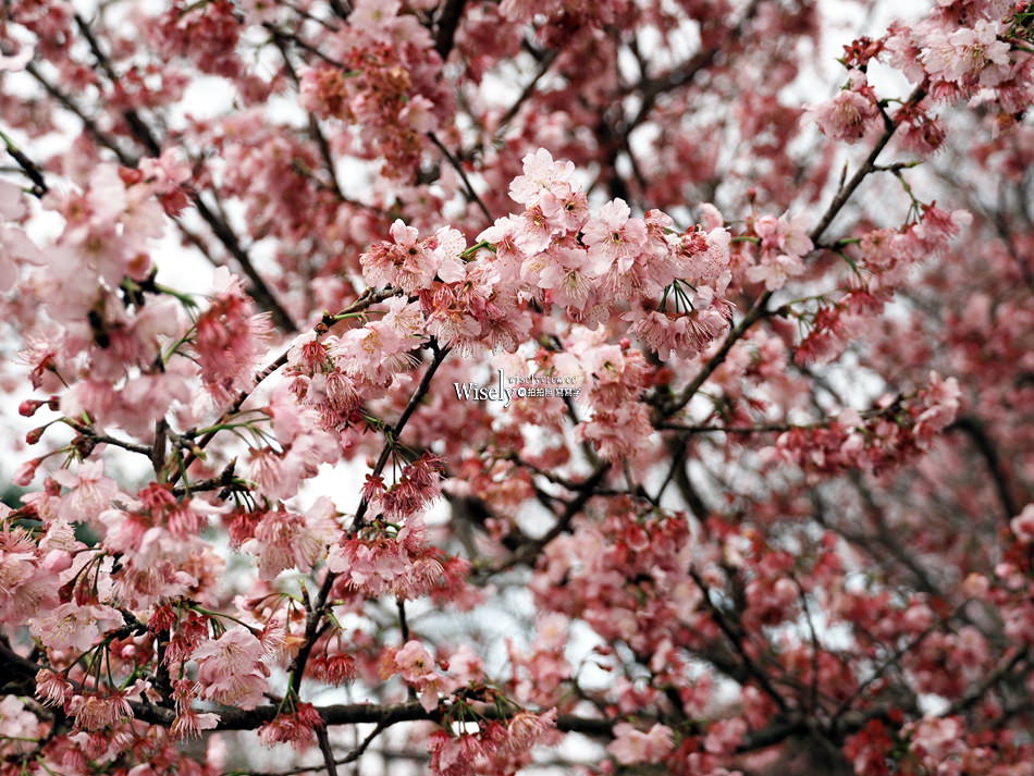 櫻悅景觀渡假別墅︱宜蘭民宿賞櫻景點，大同鄉玉蘭茶園旁櫻花隧道