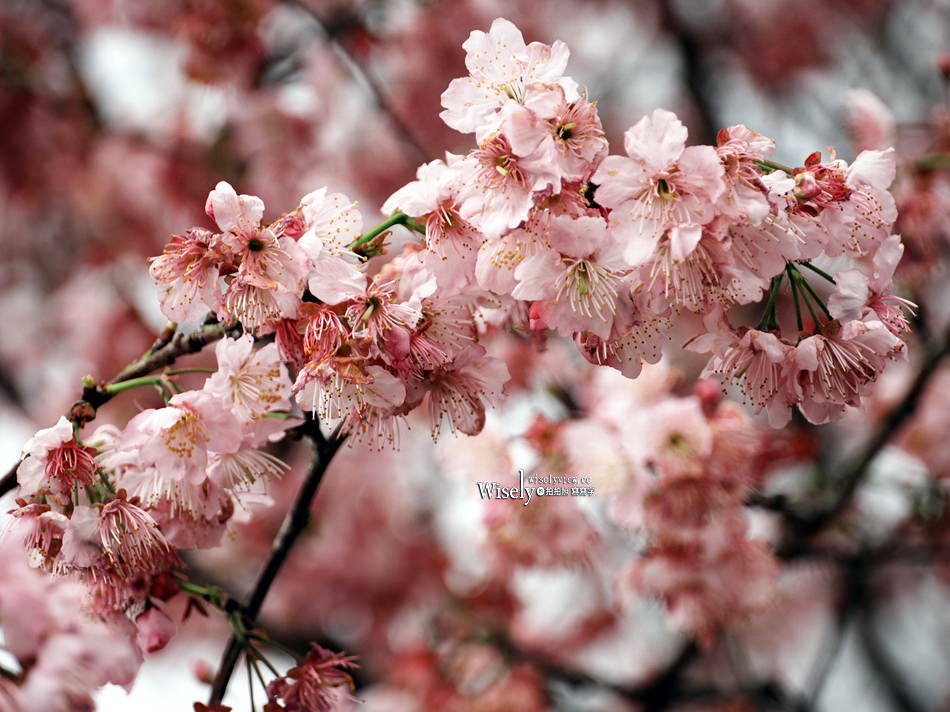 櫻悅景觀渡假別墅︱宜蘭民宿賞櫻景點，大同鄉玉蘭茶園旁櫻花隧道