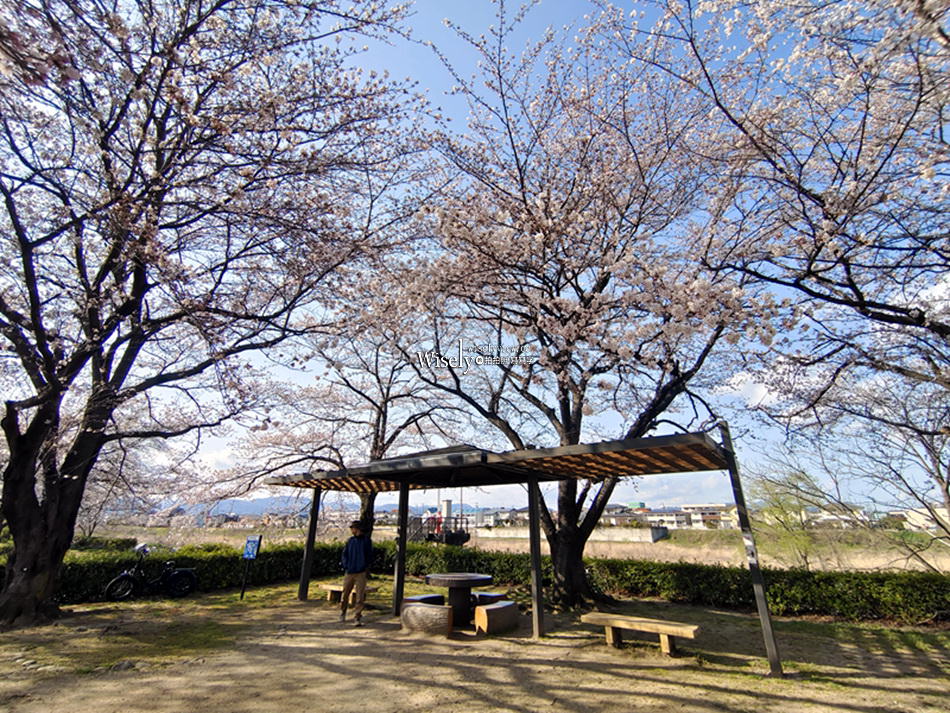 日本福島市景點︱四季之里、荒川桜づつみ公園前荒川河川敷