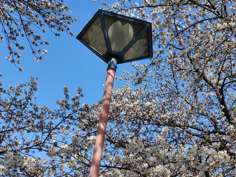 日本福島市景點︱四季之里、荒川桜づつみ公園前荒川河川敷