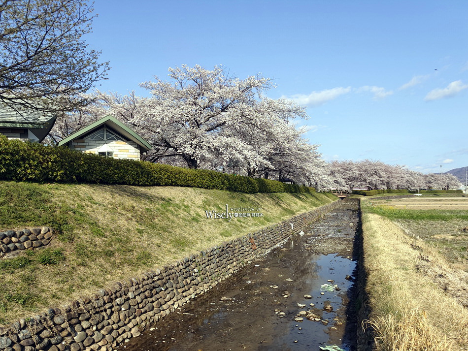 日本福島市景點︱四季之里、荒川桜づつみ公園前荒川河川敷