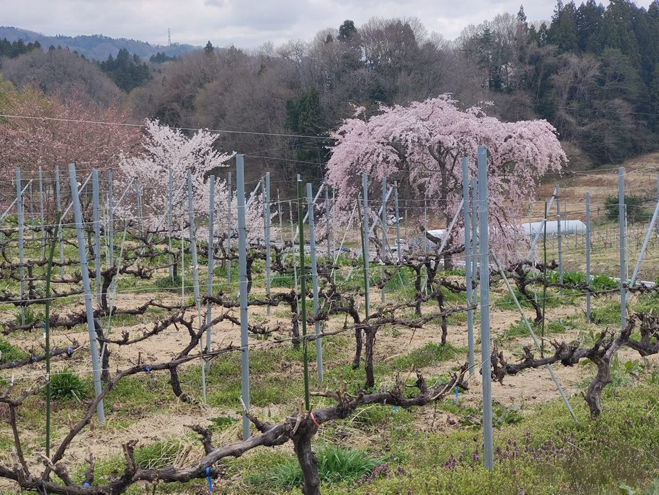 二本松名產︱福島農民手作葡萄酒︱ふくしま農家の夢ワイン