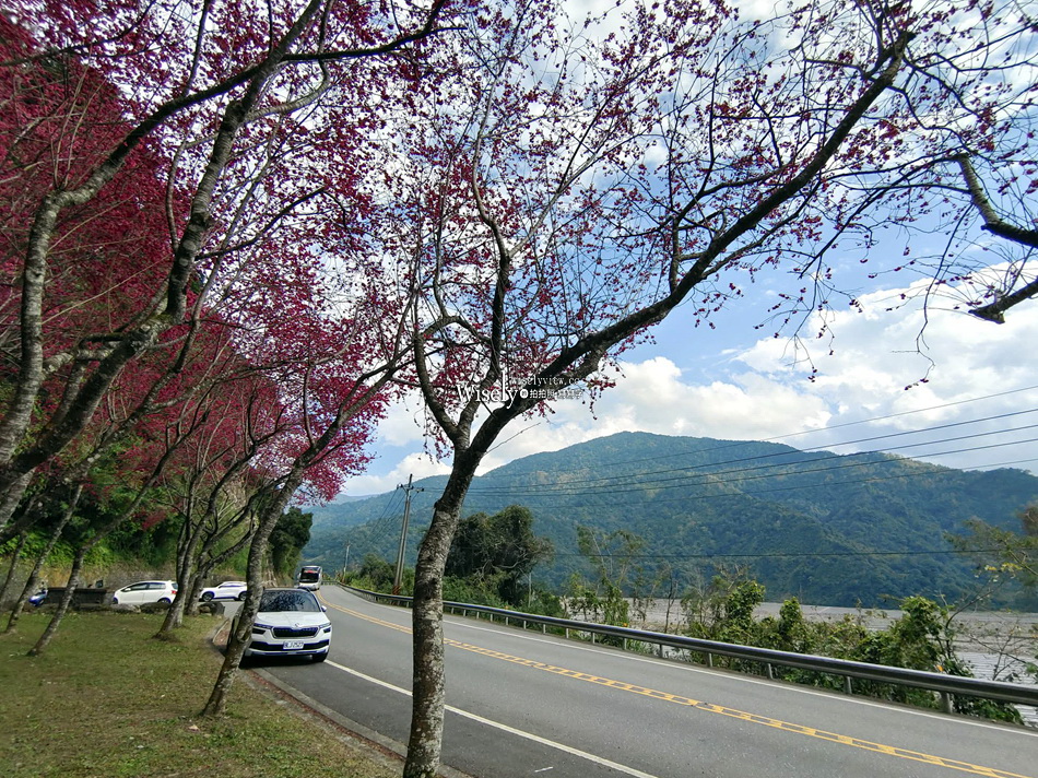 台七甲2km八重櫻花林︱櫻緣青邨︱大同鄉北橫公路︱宜蘭賞櫻景點 台七甲2km八重櫻花林︱櫻緣青邨︱大同鄉北橫公路︱宜蘭賞櫻景點