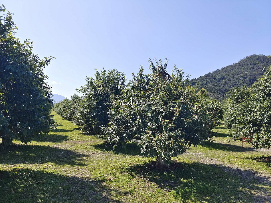 豐盛愛玉︱台灣最大愛玉園︱手作體驗免費品嚐︱員山觀光工廠︱宜蘭景點