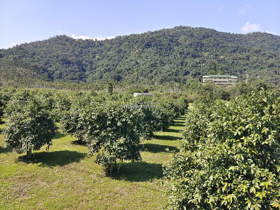 豐盛愛玉︱台灣最大愛玉園︱手作體驗免費品嚐︱員山觀光工廠︱宜蘭景點