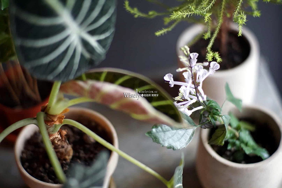 Portafiltro Coffee.撥啡︱木柵平價咖啡與甜點︱捷運萬芳醫院站美食