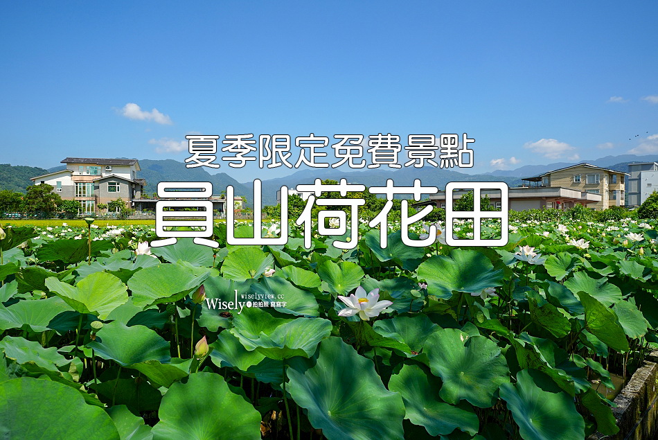 員山荷花田︱觸手可及白蓮︱夏季免費景點︱攝影分享︱宜蘭員山鄉德湖路