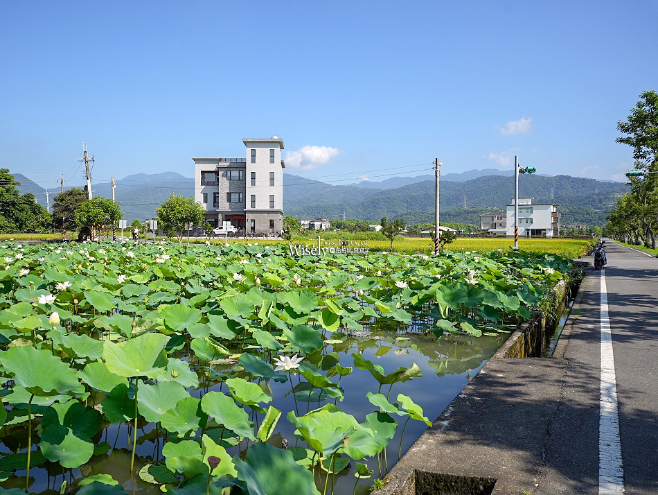 員山荷花田︱觸手可及白蓮︱夏季免費景點︱攝影分享︱宜蘭員山鄉德湖路