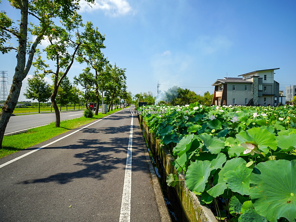 員山荷花田︱觸手可及白蓮︱夏季免費景點︱攝影分享︱宜蘭員山鄉德湖路