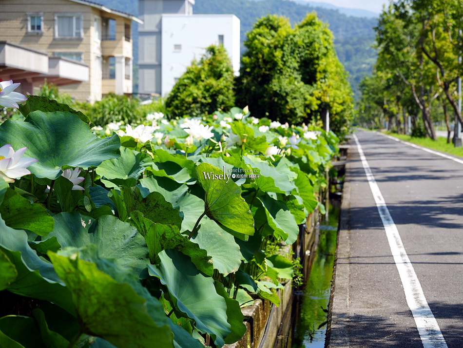 員山荷花田︱觸手可及白蓮︱夏季免費景點︱攝影分享︱宜蘭員山鄉德湖路
