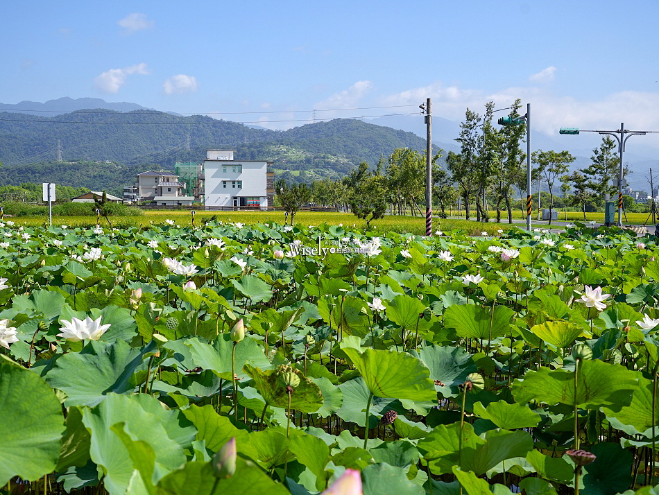 員山荷花田︱觸手可及白蓮︱夏季免費景點︱攝影分享︱宜蘭員山鄉德湖路