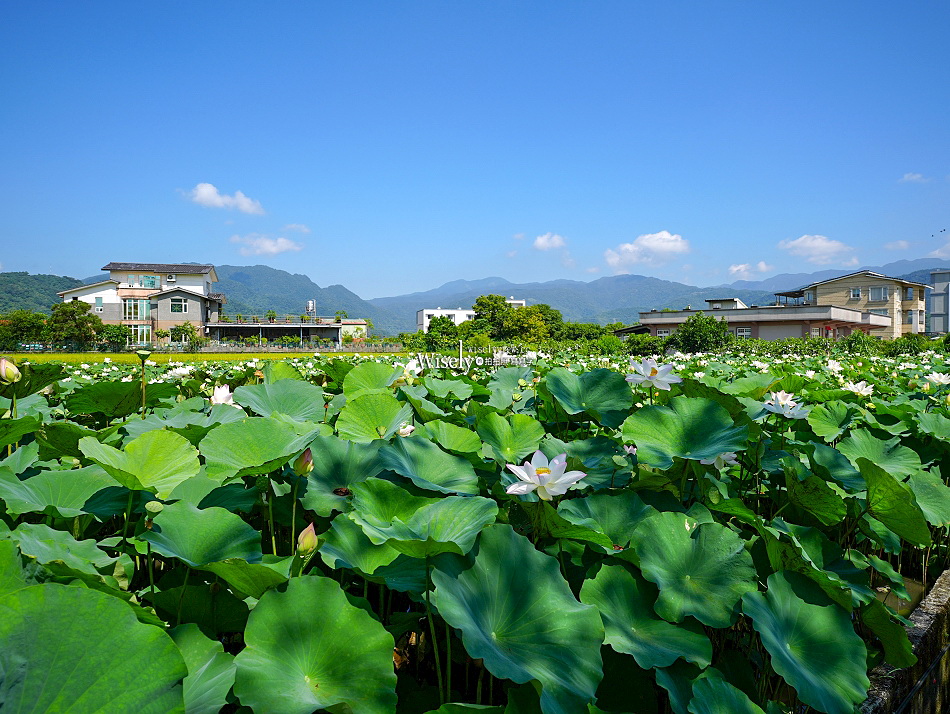 員山荷花田︱觸手可及白蓮︱夏季免費景點︱攝影分享︱宜蘭員山鄉德湖路