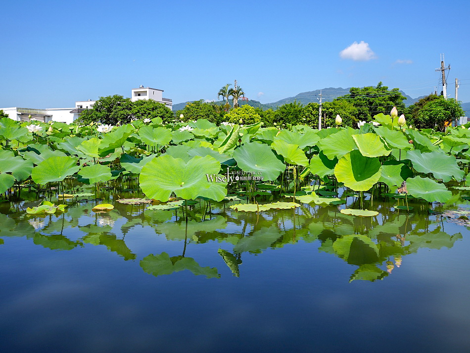 員山荷花田︱觸手可及白蓮︱夏季免費景點︱攝影分享︱宜蘭員山鄉德湖路