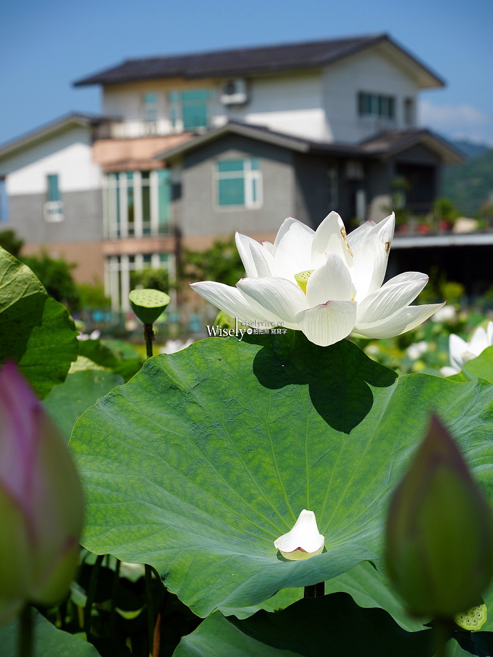 員山荷花田︱觸手可及白蓮︱夏季免費景點︱攝影分享︱宜蘭員山鄉德湖路