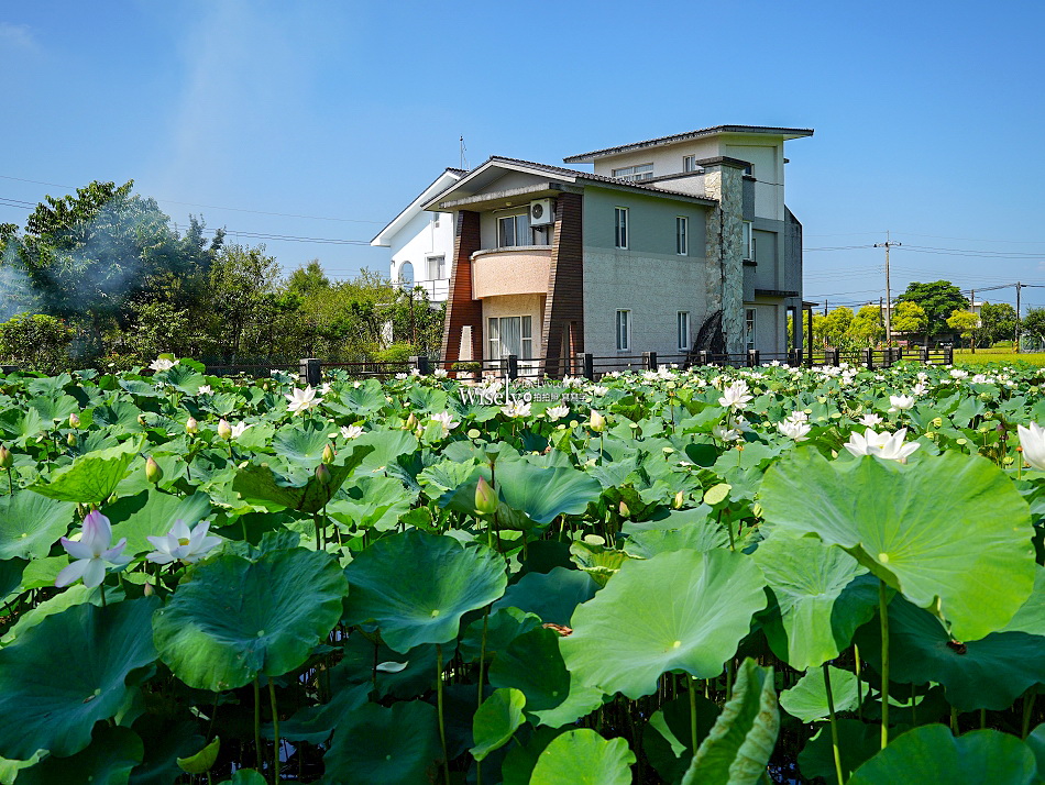 員山荷花田︱觸手可及白蓮︱夏季免費景點︱攝影分享︱宜蘭員山鄉德湖路