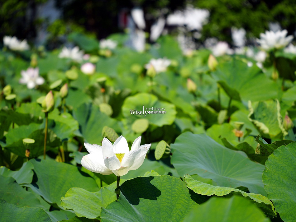 員山荷花田︱觸手可及白蓮︱夏季免費景點︱攝影分享︱宜蘭員山鄉德湖路