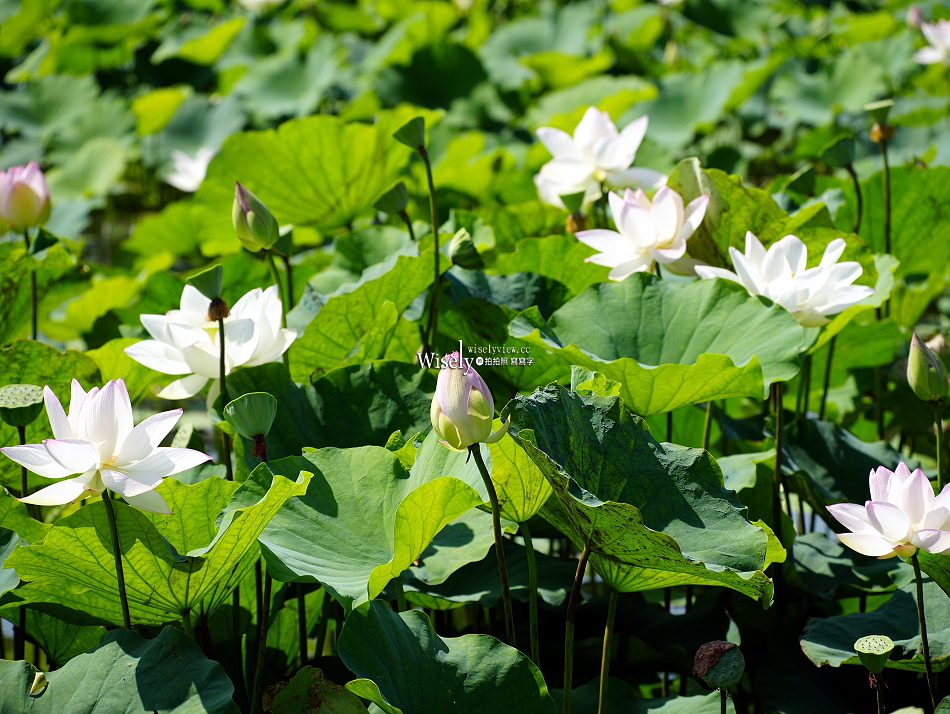 員山荷花田︱觸手可及白蓮︱夏季免費景點︱攝影分享︱宜蘭員山鄉德湖路