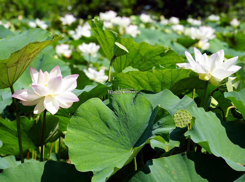 員山荷花田︱觸手可及白蓮︱夏季免費景點︱攝影分享︱宜蘭員山鄉德湖路