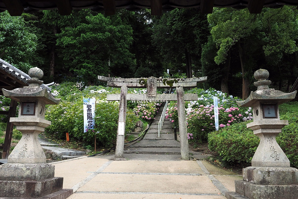 吉備津神社︱桃太郎起源︱木造迴廊繡球花︱國寶建築工藝︱日本岡山景點 吉備津神社︱桃太郎起源︱木造迴廊繡球花︱國寶建築工藝︱日本岡山景點