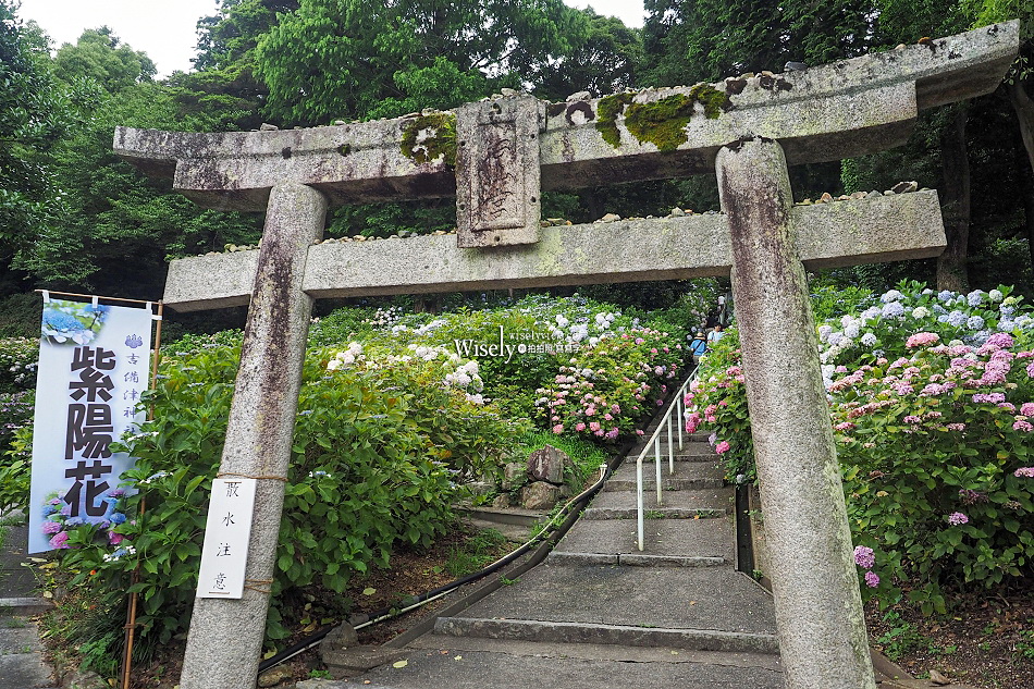 吉備津神社︱桃太郎起源︱木造迴廊繡球花︱國寶建築工藝︱日本岡山景點 吉備津神社︱桃太郎起源︱木造迴廊繡球花︱國寶建築工藝︱日本岡山景點