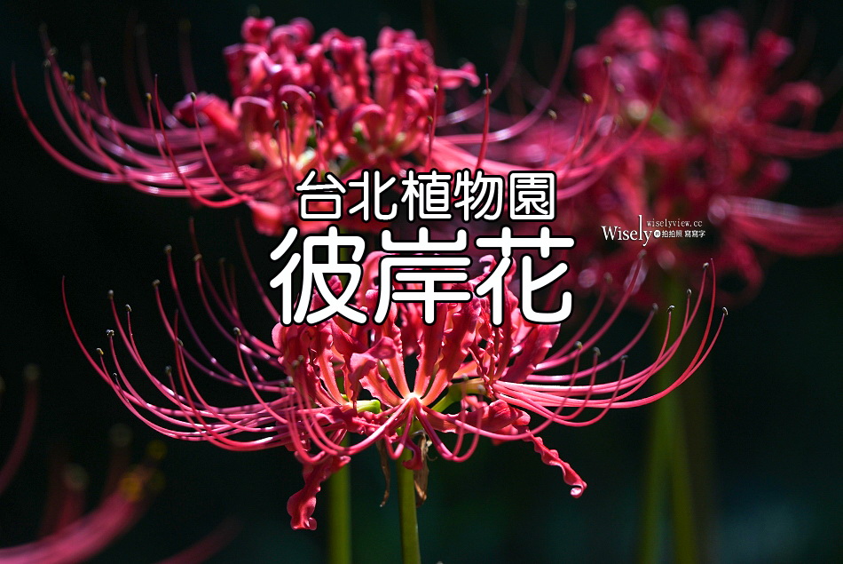 台北彼岸花景點︱台北植物園彼岸花︱拍攝地點︱交通停車︱攝影分享