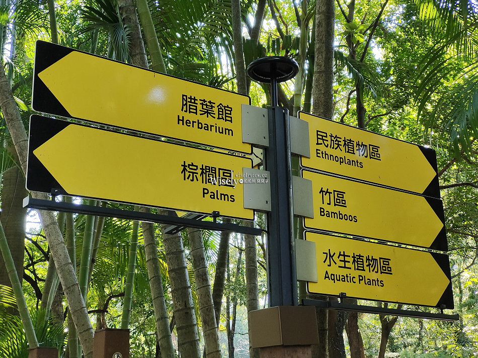 台北彼岸花景點︱台北植物園彼岸花︱拍攝地點︱交通停車︱攝影分享 台北彼岸花景點︱台北植物園彼岸花︱拍攝地點︱交通停車︱攝影分享