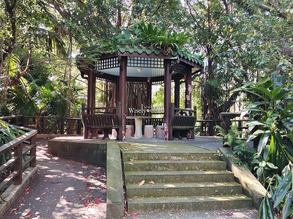 台北彼岸花景點︱台北植物園彼岸花︱拍攝地點︱交通停車︱攝影分享 台北彼岸花景點︱台北植物園彼岸花︱拍攝地點︱交通停車︱攝影分享