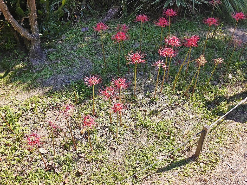 台北彼岸花景點︱台北植物園彼岸花︱拍攝地點︱交通停車︱攝影分享 台北彼岸花景點︱台北植物園彼岸花︱拍攝地點︱交通停車︱攝影分享