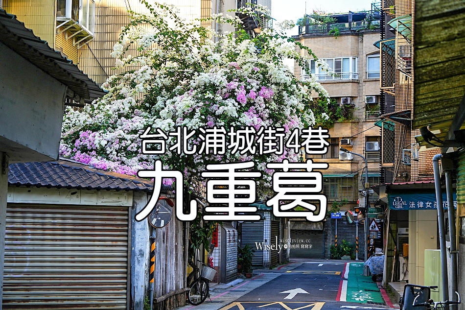 台北景點︱浦城街4巷九重葛︱花開日期︱師大夜市︱交通停車資訊