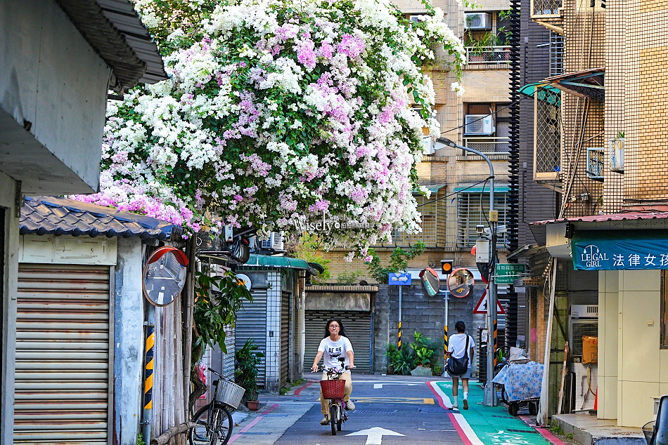 台北景點︱浦城街4巷九重葛︱花開日期︱古亭師大夜市︱交通停車