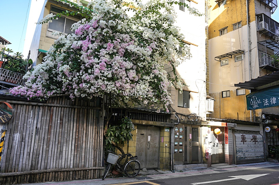 台北景點︱浦城街4巷九重葛︱花開日期︱古亭師大夜市︱交通停車