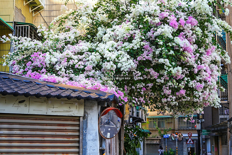 台北景點︱浦城街4巷九重葛︱花開日期︱古亭師大夜市︱交通停車