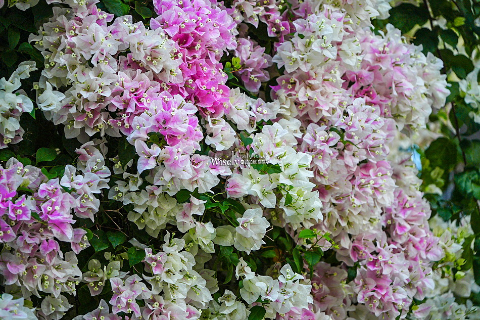 台北景點︱浦城街4巷九重葛︱花開日期︱古亭師大夜市︱交通停車