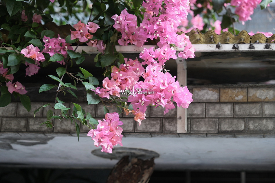 台北景點︱浦城街4巷九重葛︱花開日期︱古亭師大夜市︱交通停車